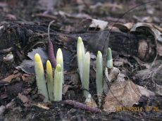 Galanthus-alpinus_начало-вегетации